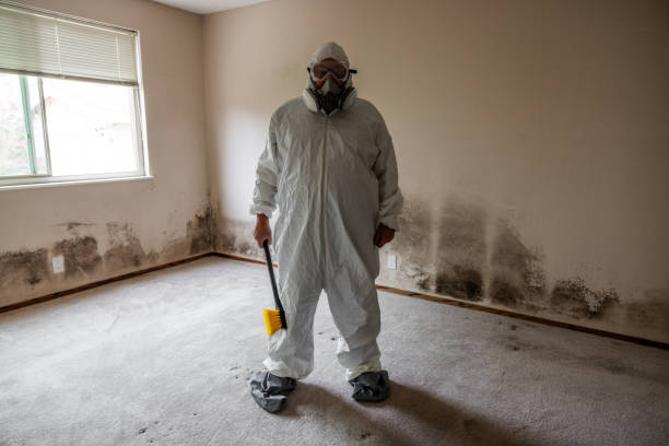 Professional Mold Inspection, Removal & Remediation in Bellows Falls, VT